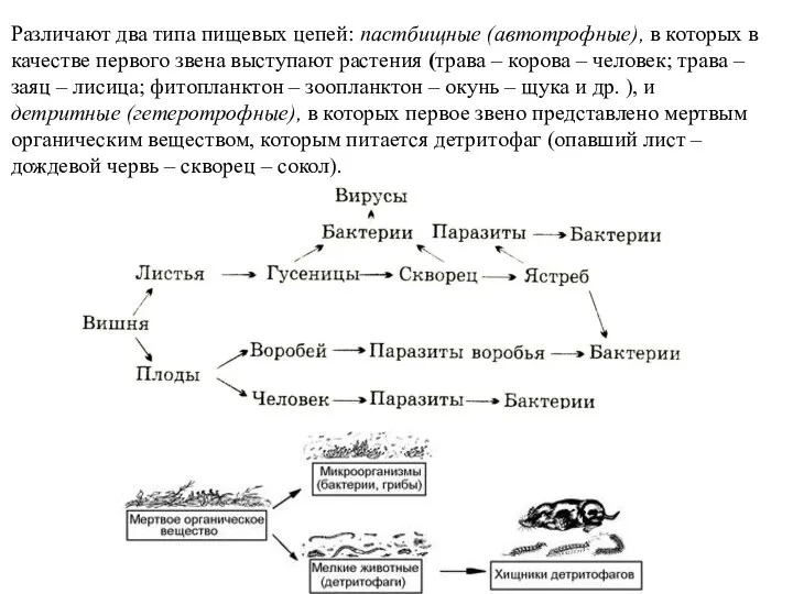 Различают два типа пищевых цепей: пастбищные (автотрофные), в которых в качестве