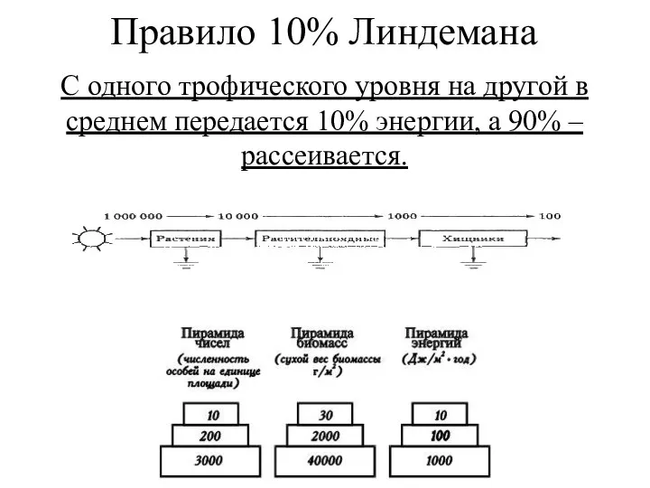 Правило 10% Линдемана С одного трофического уровня на другой в среднем