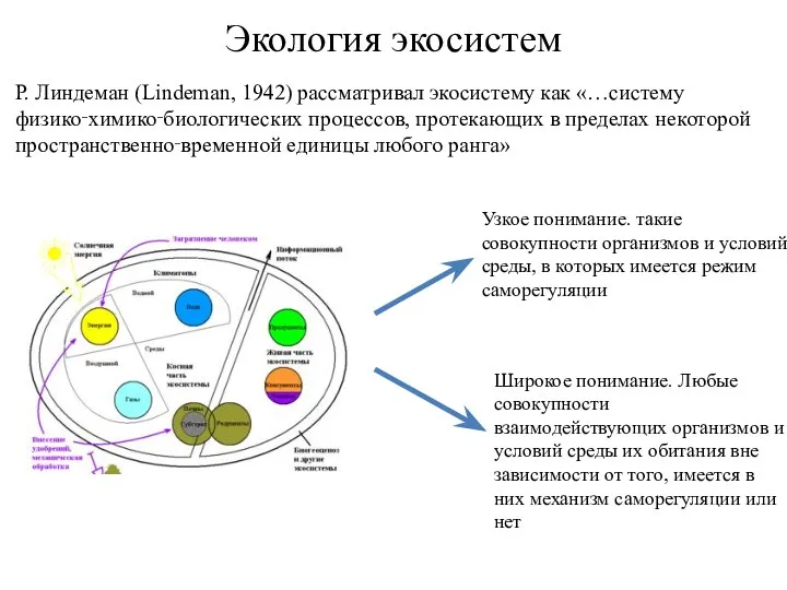 Экология экосистем Р. Линдеман (Lindeman, 1942) рассматривал экосистему как «…систему физико‑химико‑биологических