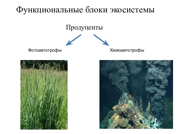 Функциональные блоки экосистемы Продуценты Фотоавтотрофы Хемоавтотрофы