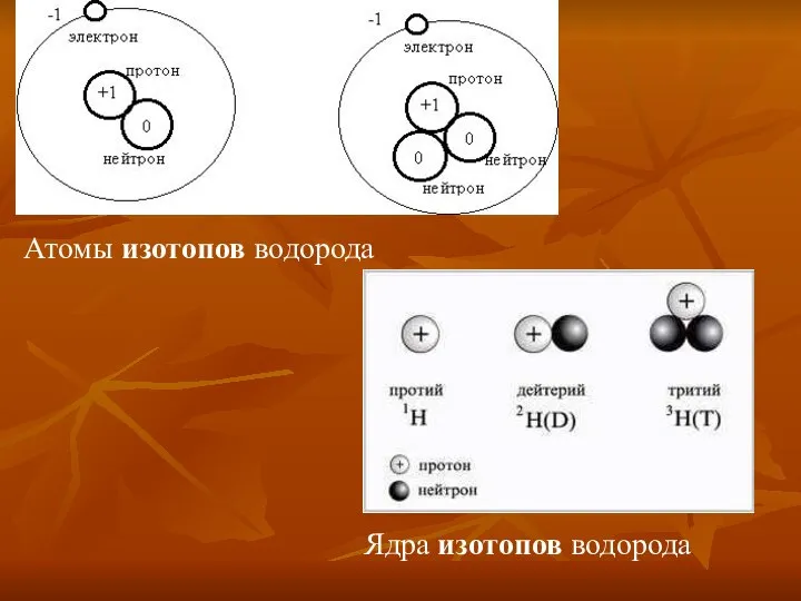 Атомы изотопов водорода Ядра изотопов водорода