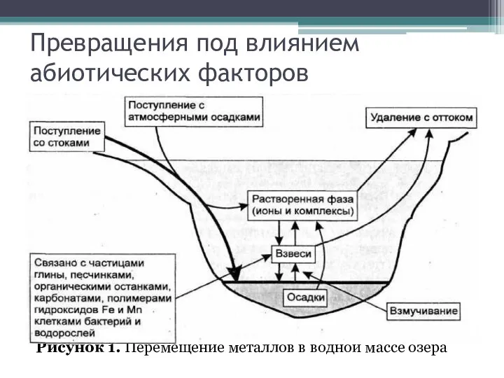 Превращения под влиянием абиотических факторов Рисунок 1. Перемещение металлов в водной массе озера