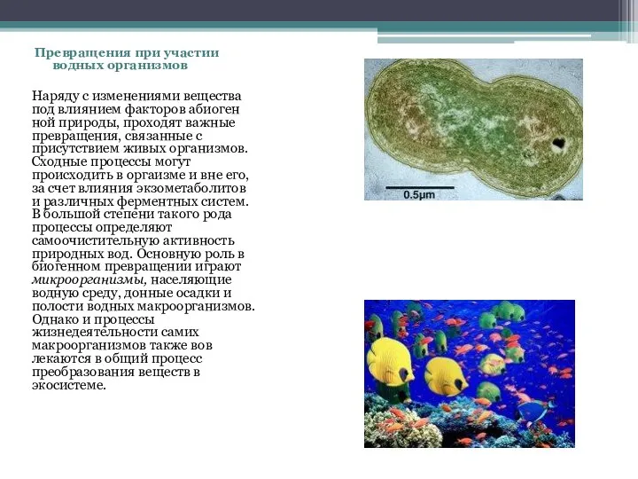 Превращения при участии водных организмов Наряду с изменениями вещества под влиянием