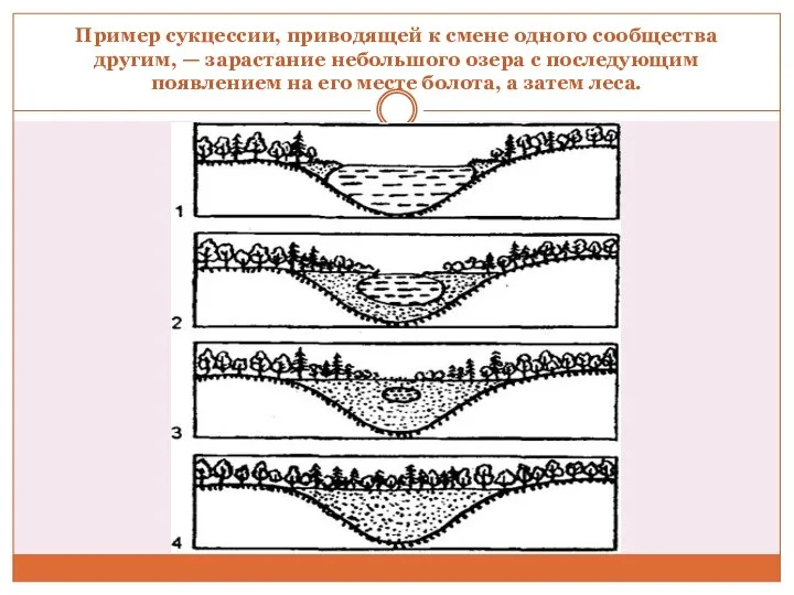 Пример сукцессии, приводящей к смене одного сообщества другим, — зарастание небольшого