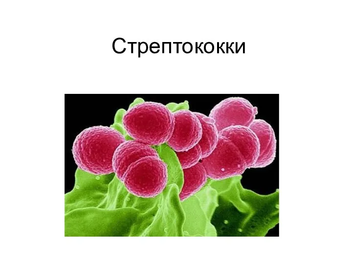 Стрептококки