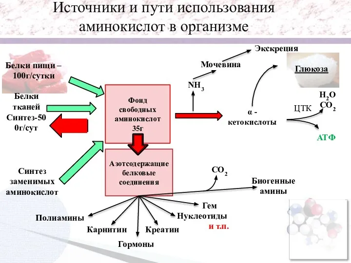 Белки пищи – 100г/сутки Фонд свободных аминокислот 35г Белки тканей Синтез-500г/сут