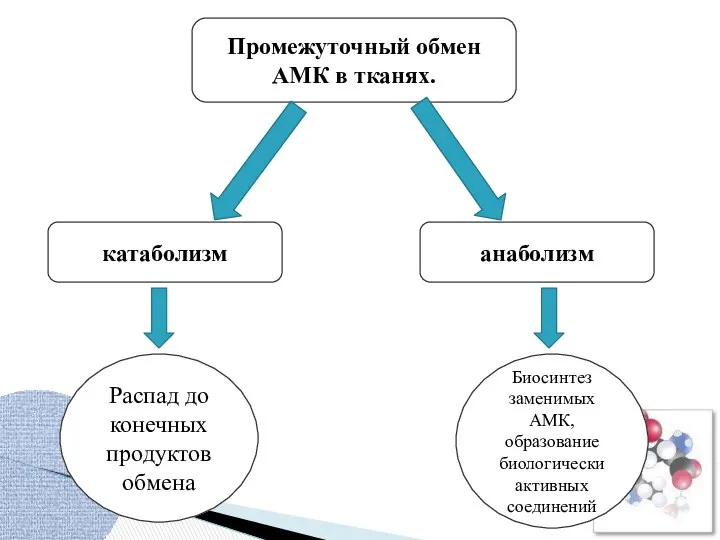 Промежуточный обмен АМК в тканях. катаболизм анаболизм Распад до конечных продуктов