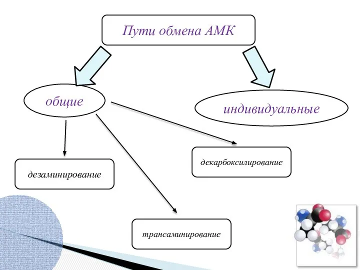 Пути обмена АМК общие индивидуальные трансаминирование декарбоксилирование дезаминирование