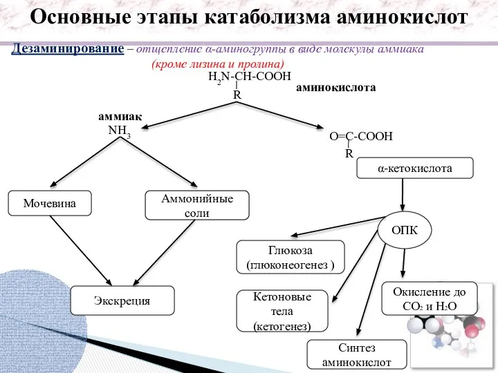 R аминокислота α-кетокислота ОПК NH3 аммиак Мочевина Синтез аминокислот Аммонийные соли