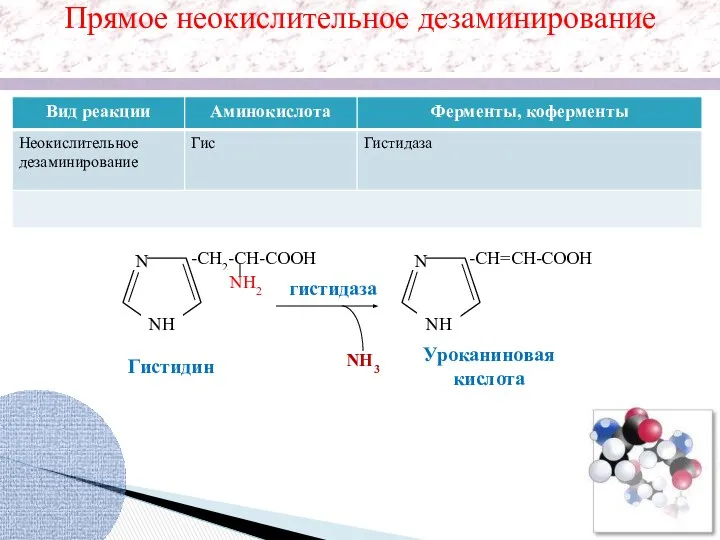 N NH -CH2-CH-COOH NH2 NH3 N NH -CH=CH-COOH гистидаза Прямое неокислительное дезаминирование Гистидин Уроканиновая кислота