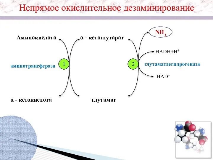 Непрямое окислительное дезаминирование α - кетоглутарат Аминокислота α - кетокислота глутамат