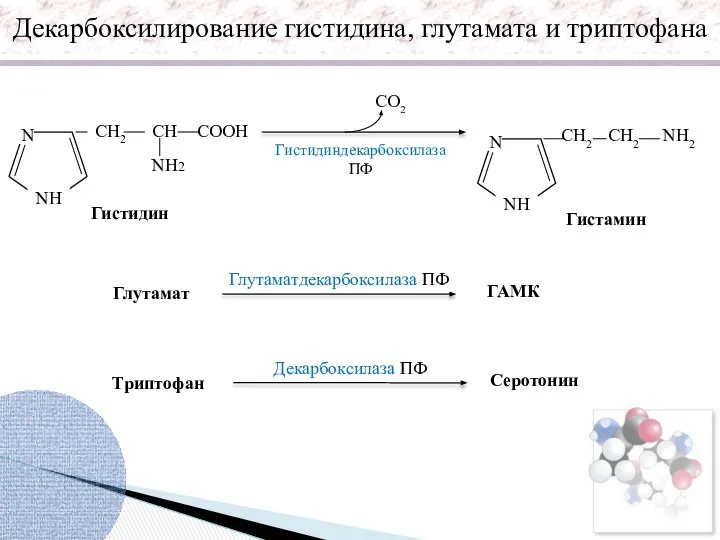 N NH СООH СH СH2 NH2 СО2 NH2 СH2 СH2 Гистидин