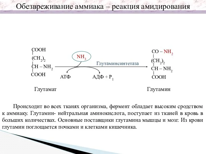 CO – NH2 (CH2)2 CH – NH2 COOH Глутамат NH3 АТФ