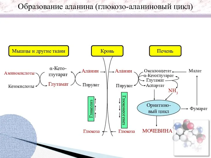 Образование аланина (глюкозо-аланиновый цикл) α-Кето- глутарат Глутамат Аминокислоты Кетокислоты Аланин Аланин