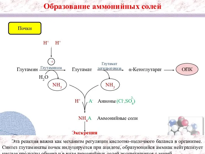 Образование аммонийных солей Глутамин Глутаминаза Глутамат NH3 H+ NH4A Аммонийные соли