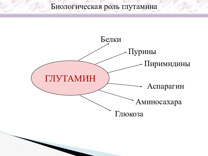 ГЛУТАМИН Белки Пурины Пиримидины Аспарагин Аминосахара Глюкоза Биологическая роль глутамина