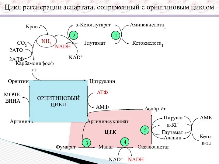 ОРНИТИНОВЫЙ ЦИКЛ Кровь NH3 СО2 2АДФ 2АТФ Карбамоилфосфат NADH NAD+ α-Кетоглутарат