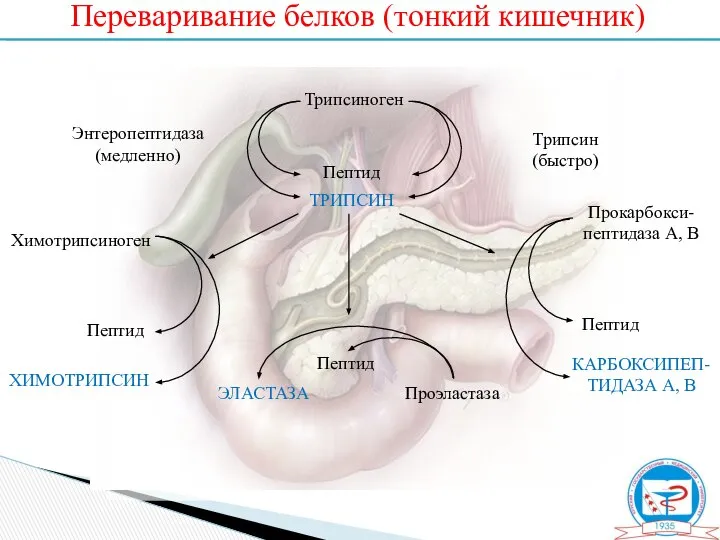 Переваривание белков (тонкий кишечник) Трипсиноген Пептид ТРИПСИН Энтеропептидаза (медленно) Трипсин (быстро)