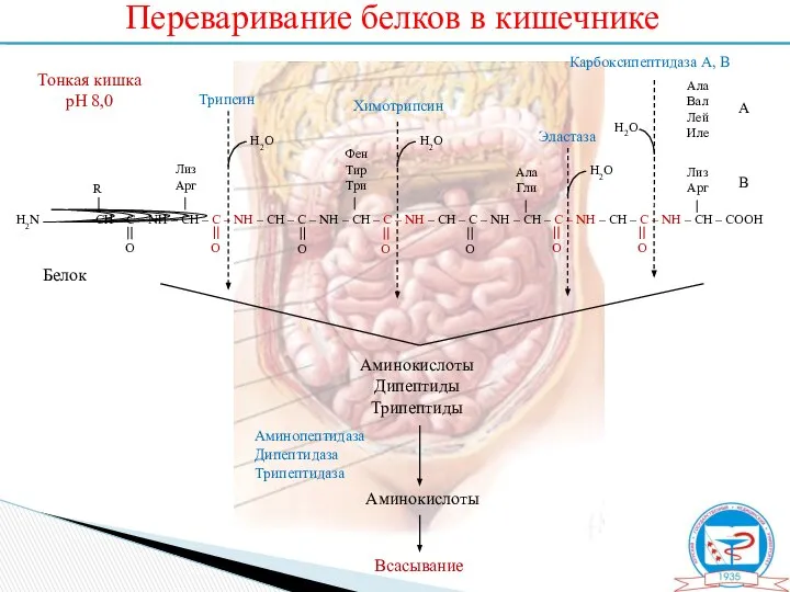 Переваривание белков в кишечнике Белок Аминокислоты Дипептиды Трипептиды Аминокислоты Всасывание Аминопептидаза