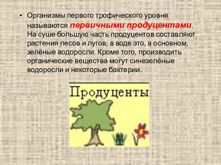 Организмы первого трофического уровня называются первичными продуцентами. На суше большую часть