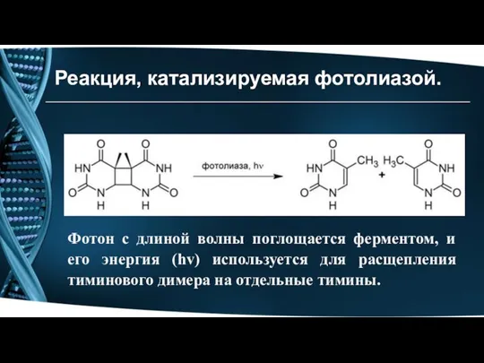 Реакция, катализируемая фотолиазой. Фотон с длиной волны поглощается ферментом, и его