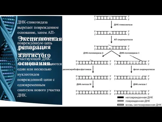 Эксцизионная репарация азотистого основания. ДНК-гликозидаза вырезает поврежденное основание, затем АП-эдонуклеаза разрывает