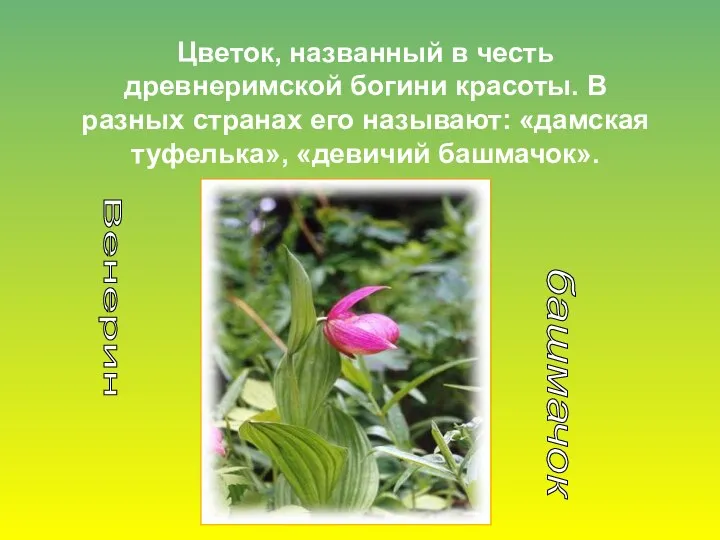 Цветок, названный в честь древнеримской богини красоты. В разных странах его