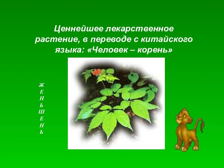 Ценнейшее лекарственное растение, в переводе с китайского языка: «Человек – корень»