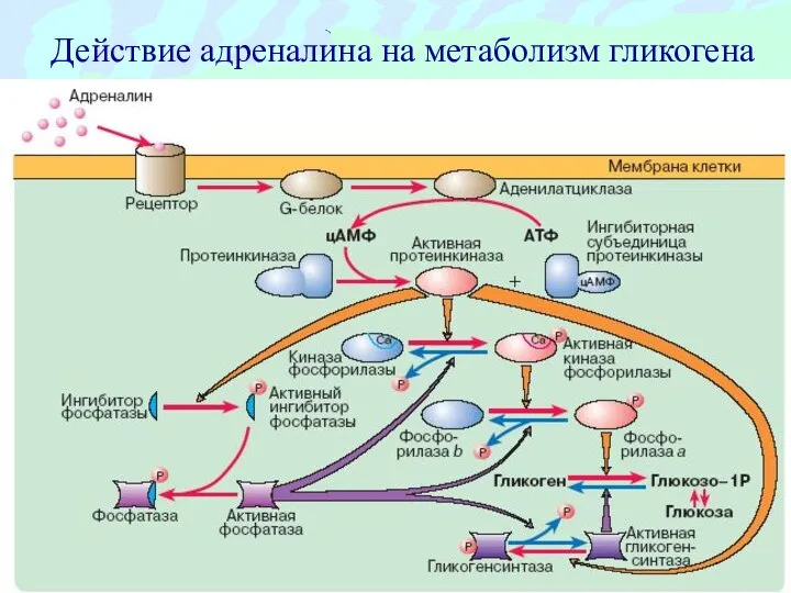 Действие адреналина на метаболизм гликогена