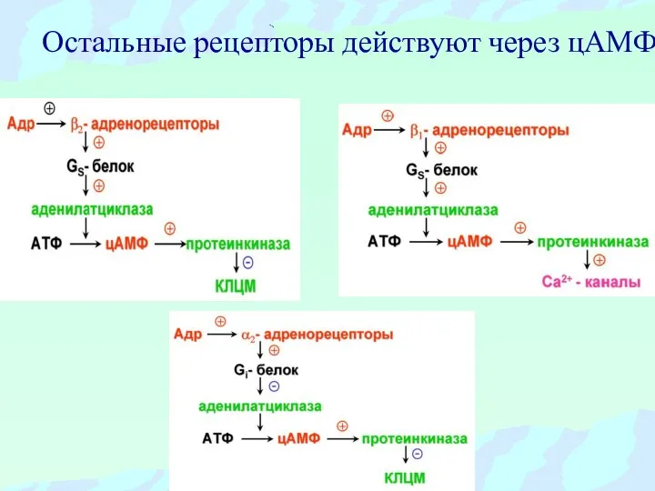 Остальные рецепторы действуют через цАМФ