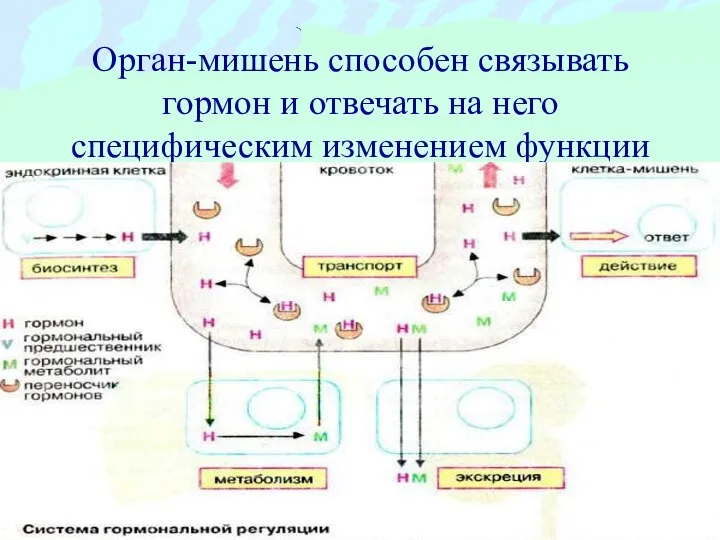 Орган-мишень способен связывать гормон и отвечать на него специфическим изменением функции