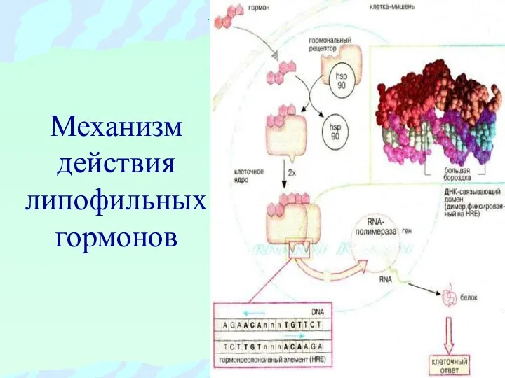 Механизм действия липофильных гормонов