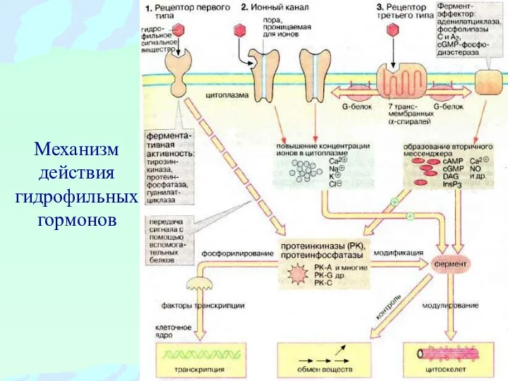 Механизм действия гидрофильных гормонов