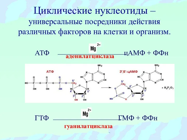 Циклические нуклеотиды – универсальные посредники действия различных факторов на клетки и