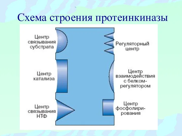 Схема строения протеинкиназы