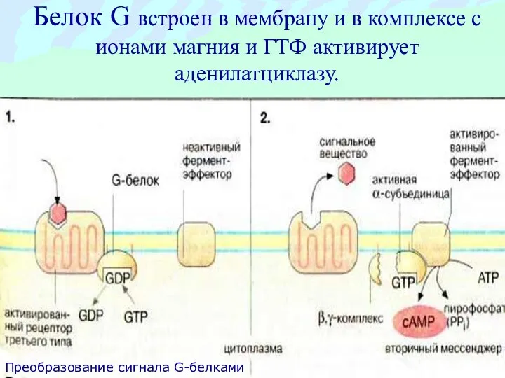 Белок G встроен в мембрану и в комплексе с ионами магния