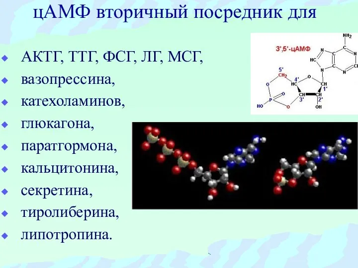 цАМФ вторичный посредник для АКТГ, ТТГ, ФСГ, ЛГ, МСГ, вазопрессина, катехоламинов,