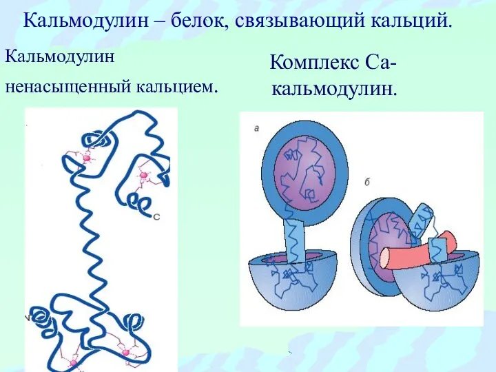 Кальмодулин – белок, связывающий кальций. Комплекс Са-кальмодулин. Кальмодулин ненасыщенный кальцием.