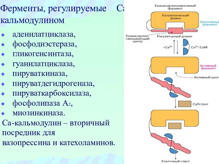 Ферменты, регулируемые Са-кальмодулином аденилатциклаза, фосфодиэстераза, гликогенсинтаза, гуанилатциклаза, пируваткиназа, пируватдегидрогеназа, пируваткарбоксилаза, фосфолипаза