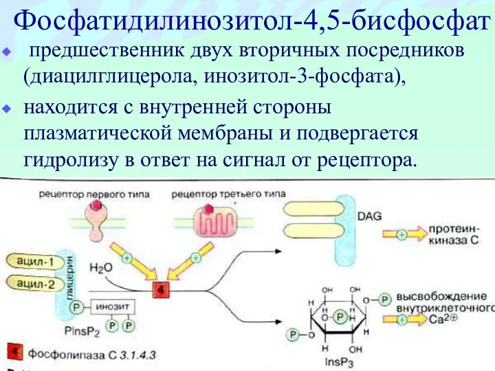 Фосфатидилинозитол-4,5-бисфосфат предшественник двух вторичных посредников (диацилглицерола, инозитол-3-фосфата), находится с внутренней стороны