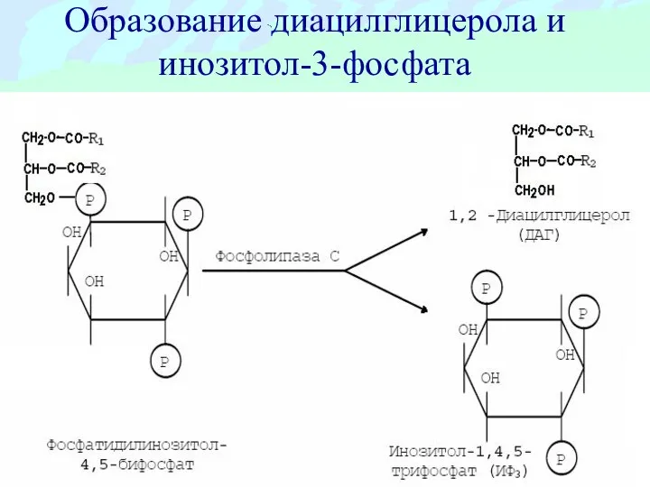 Образование диацилглицерола и инозитол-3-фосфата