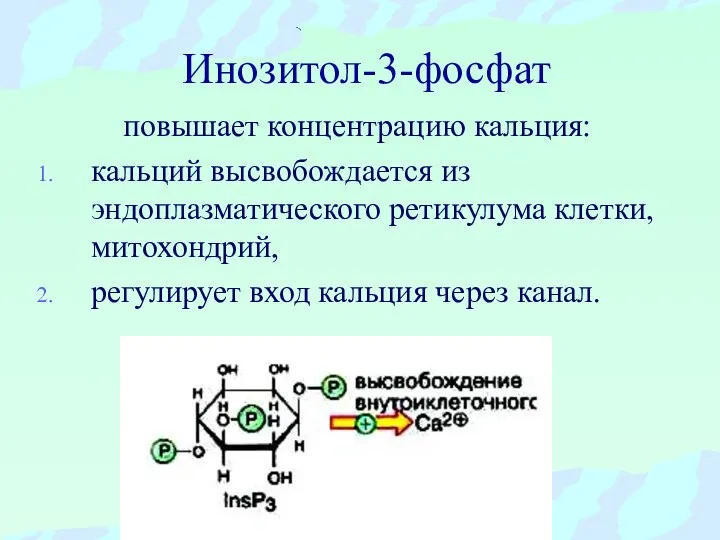 Инозитол-3-фосфат повышает концентрацию кальция: кальций высвобождается из эндоплазматического ретикулума клетки, митохондрий, регулирует вход кальция через канал.