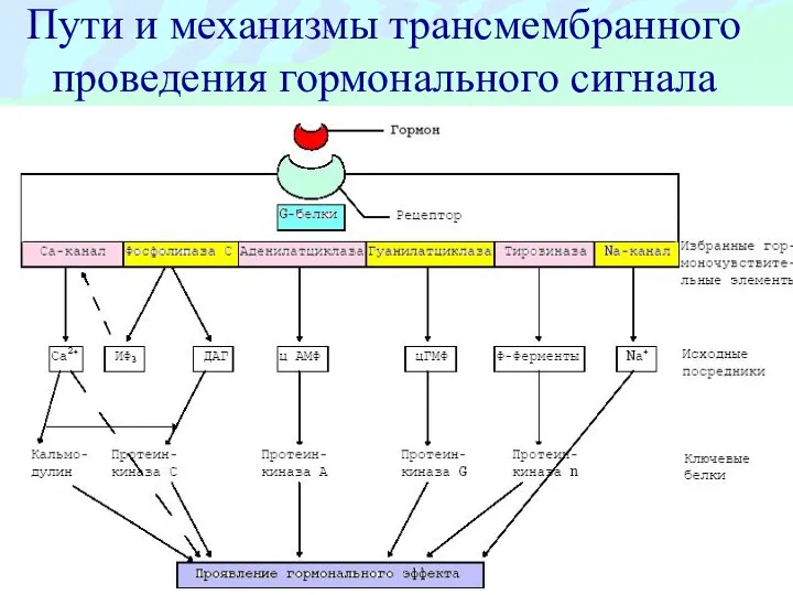 Пути и механизмы трансмембранного проведения гормонального сигнала