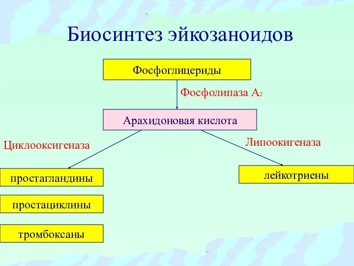 Биосинтез эйкозаноидов Фосфоглицериды Арахидоновая кислота тромбоксаны простациклины простагландины лейкотриены Фосфолипаза А2 Циклооксигеназа Липоокигеназа