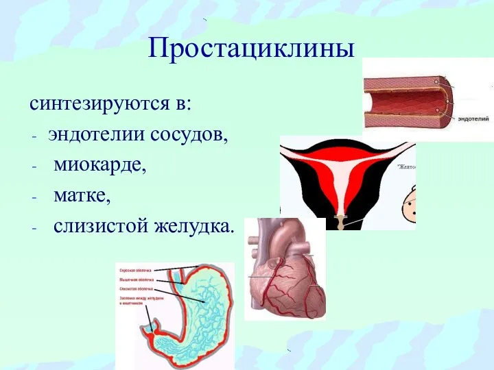 Простациклины синтезируются в: эндотелии сосудов, миокарде, матке, слизистой желудка.