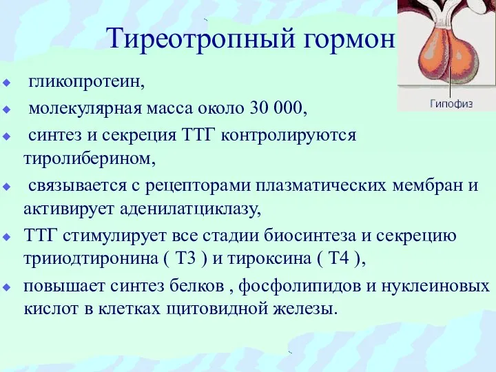 Тиреотропный гормон гликопротеин, молекулярная масса около 30 000, синтез и секреция