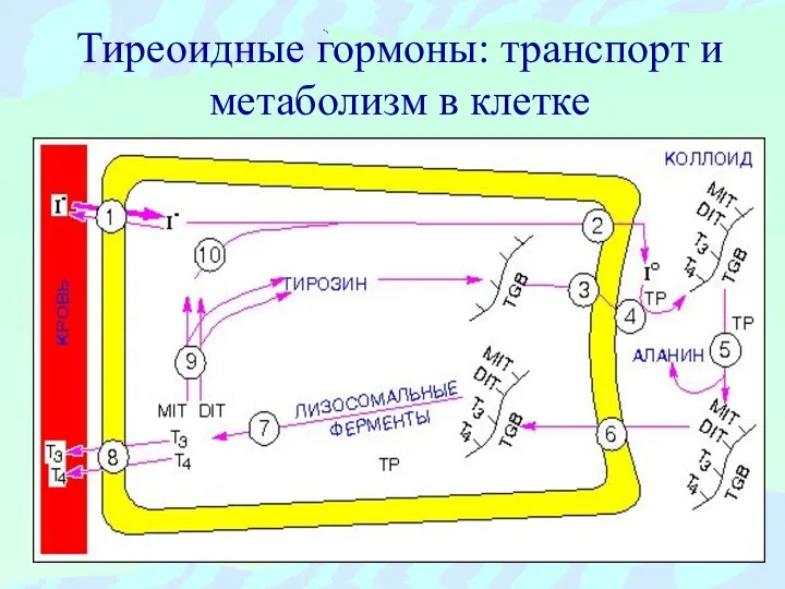 Тиреоидные гормоны: транспорт и метаболизм в клетке