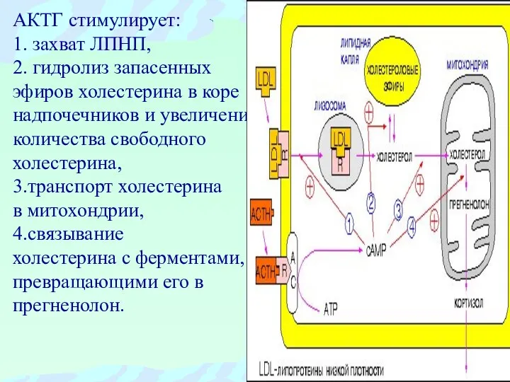 АКТГ стимулирует: 1. захват ЛПНП, 2. гидролиз запасенных эфиров холестерина в