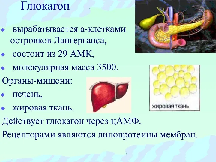 Глюкагон вырабатывается а-клетками островков Лангерганса, состоит из 29 АМК, молекулярная масса