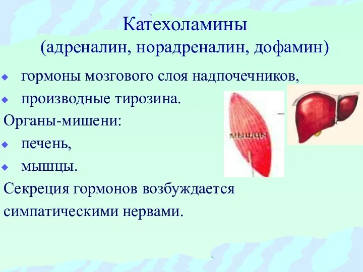 Катехоламины (адреналин, норадреналин, дофамин) гормоны мозгового слоя надпочечников, производные тирозина. Органы-мишени: